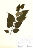 藏品(小構樹)的圖片